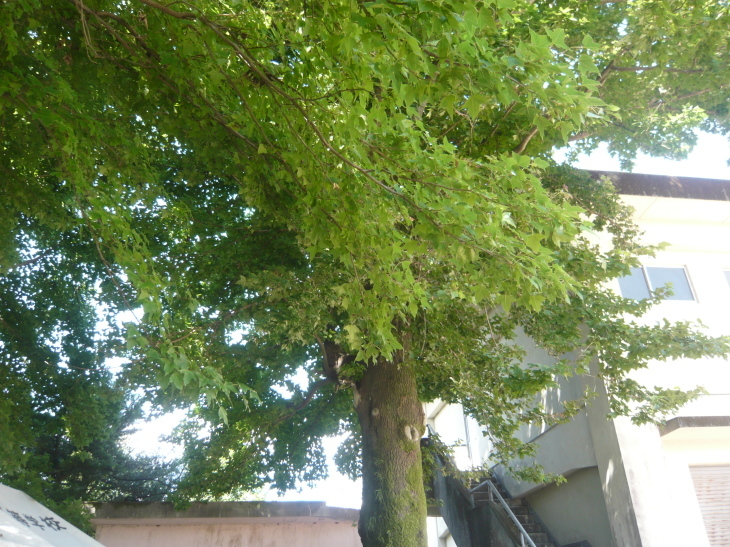 a0206332_16140233.jpg