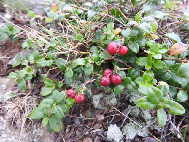 f0118332_20314941.jpg