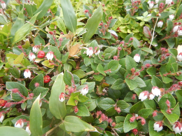 f0118332_20315940.jpg