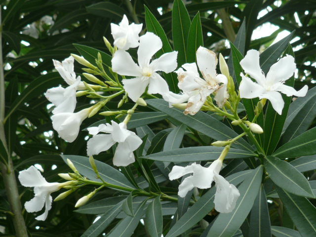 c0043055_10435829.jpg