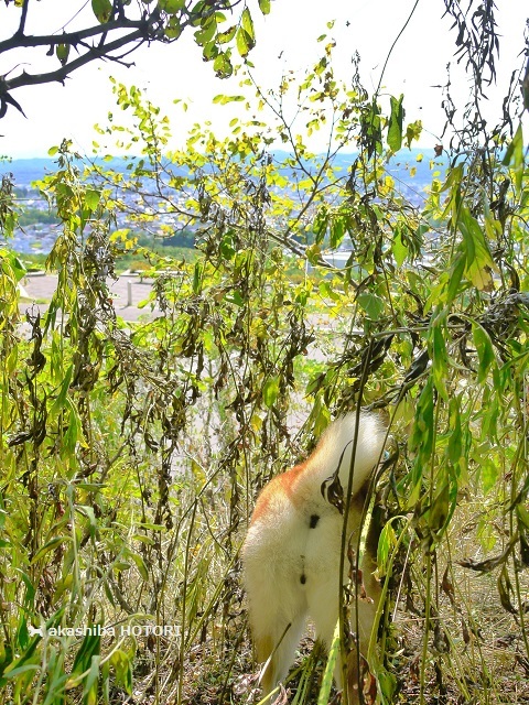 f0150377_10494222.jpg