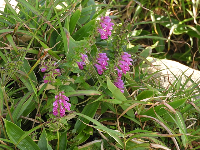 f0357487_0215897.jpg
