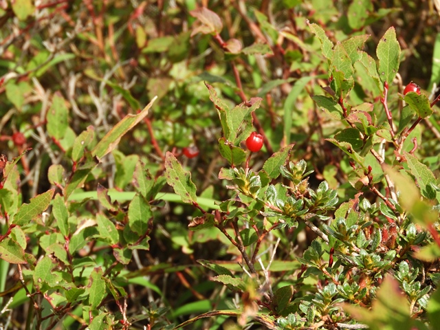 f0357487_0355254.jpg