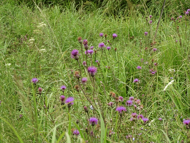 f0357487_0451338.jpg