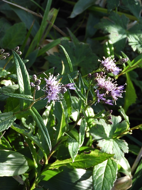 f0357487_0492435.jpg