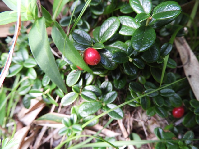 f0357487_064147.jpg