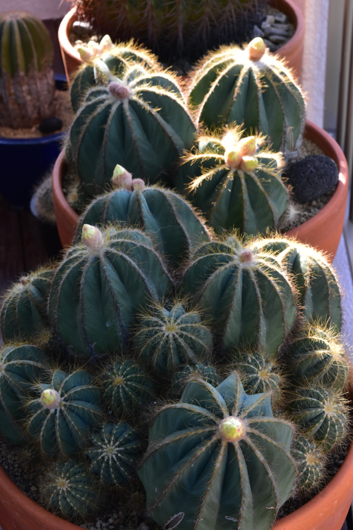 c0049299_20201251.jpg