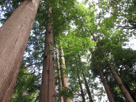 e0245404_15124919.jpg