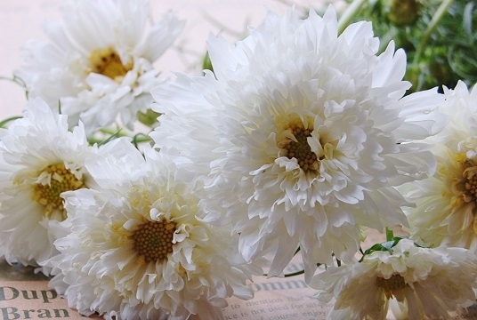 c0034248_12174370.jpg