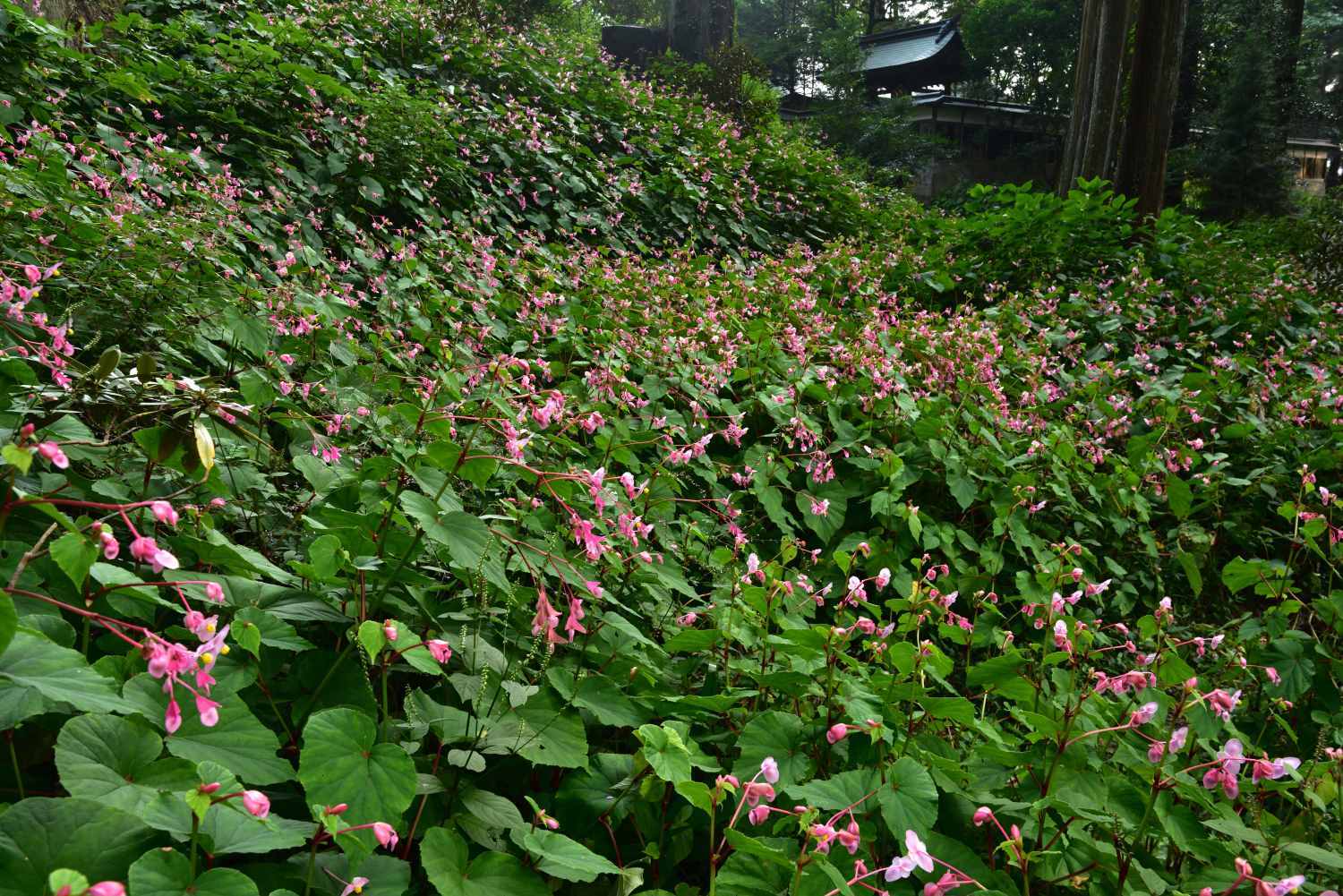 d0286954_05400641.jpg