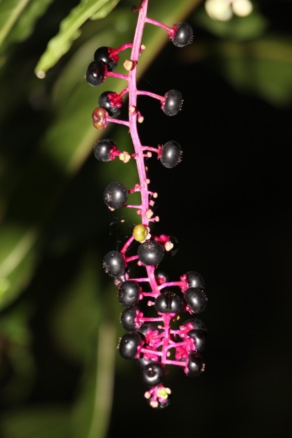 a0248459_14304466.jpg