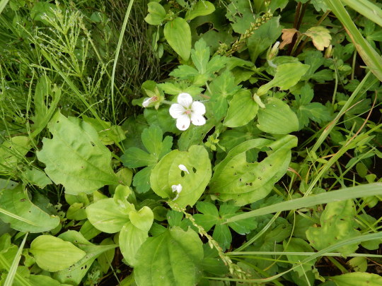 f0060461_11233248.jpg