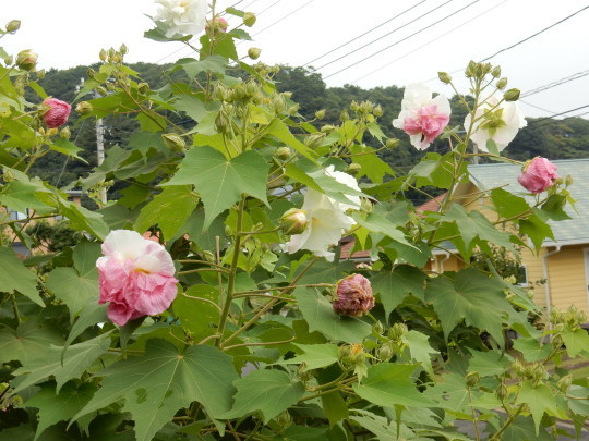 f0060461_11254922.jpg