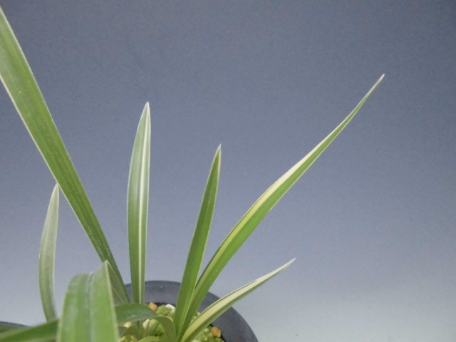 f0318967_23173150.jpg