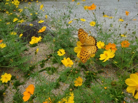 c0303868_06015361.jpg