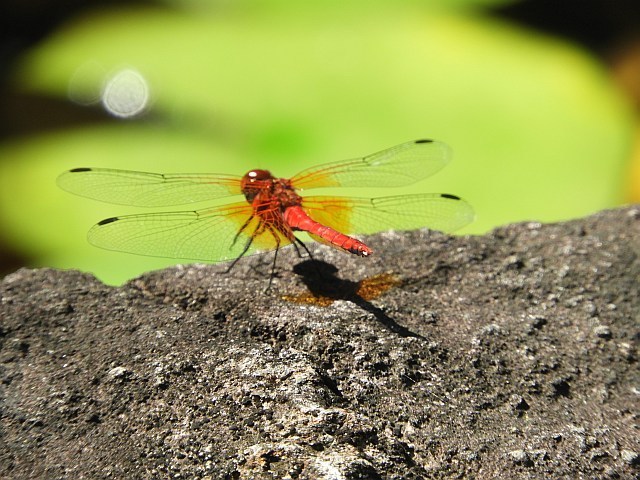 f0378979_15020493.jpg
