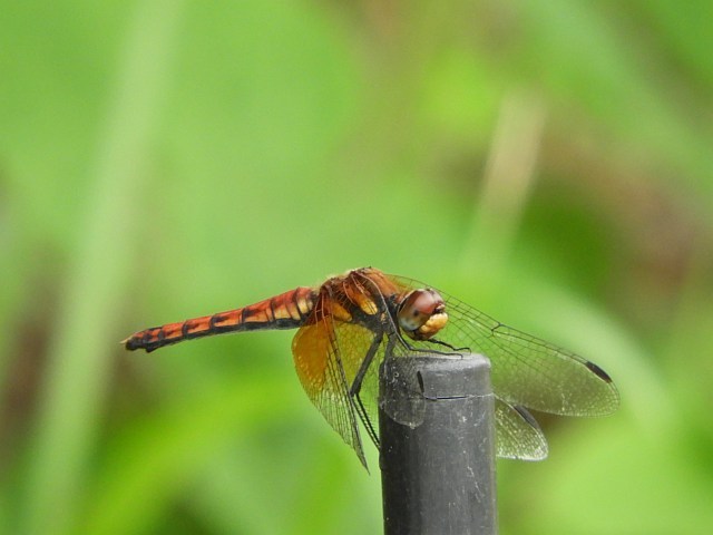 f0378979_15021570.jpg