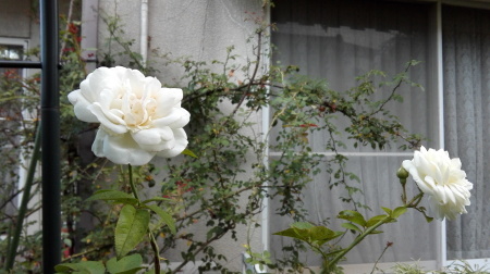 b0091187_22245082.jpg