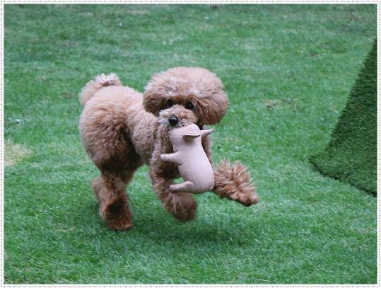 b0175688_23080261.gif