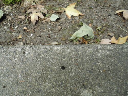 c0108198_1665237.jpg