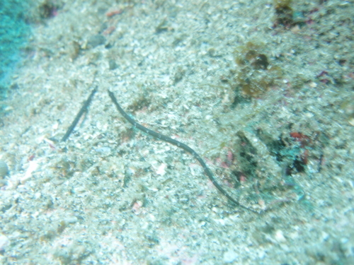 d0070216_17323855.jpg