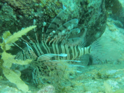 d0070216_17332396.jpg