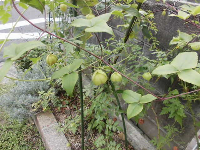 b0181818_14363972.jpg