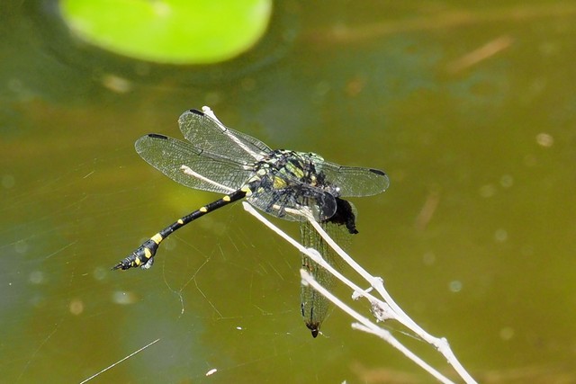 c0369423_20315025.jpg