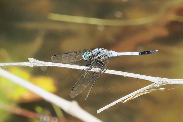 c0369423_20391249.jpg