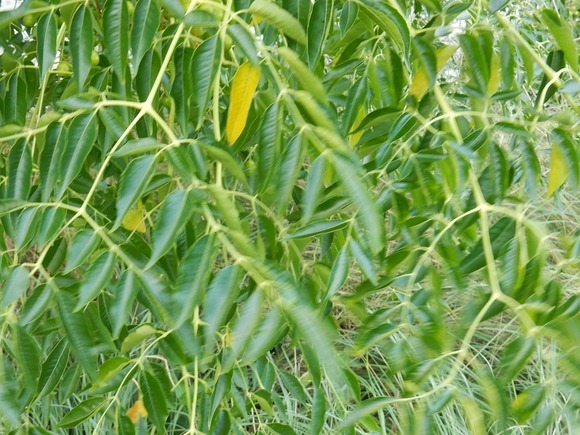 e0033229_18545287.jpg