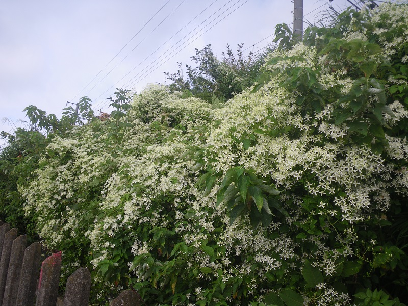 c0033636_21445431.jpg