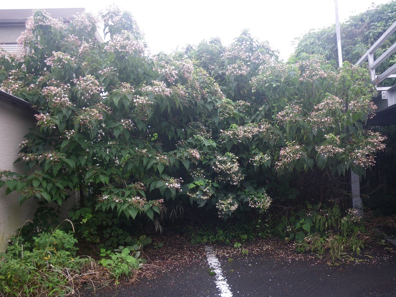 c0033636_21582277.jpg