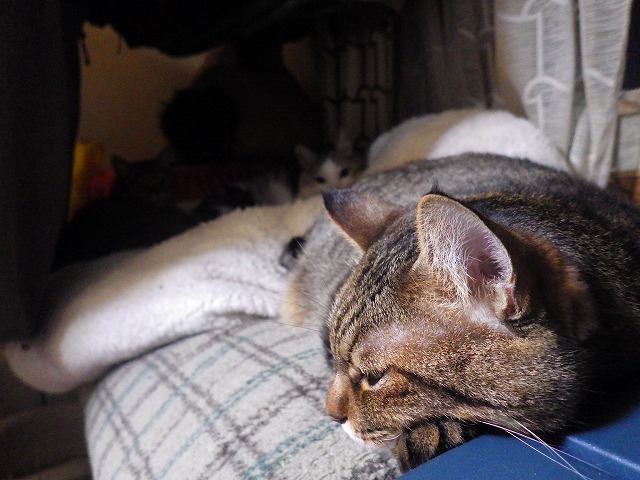 a0337237_14130268.jpg