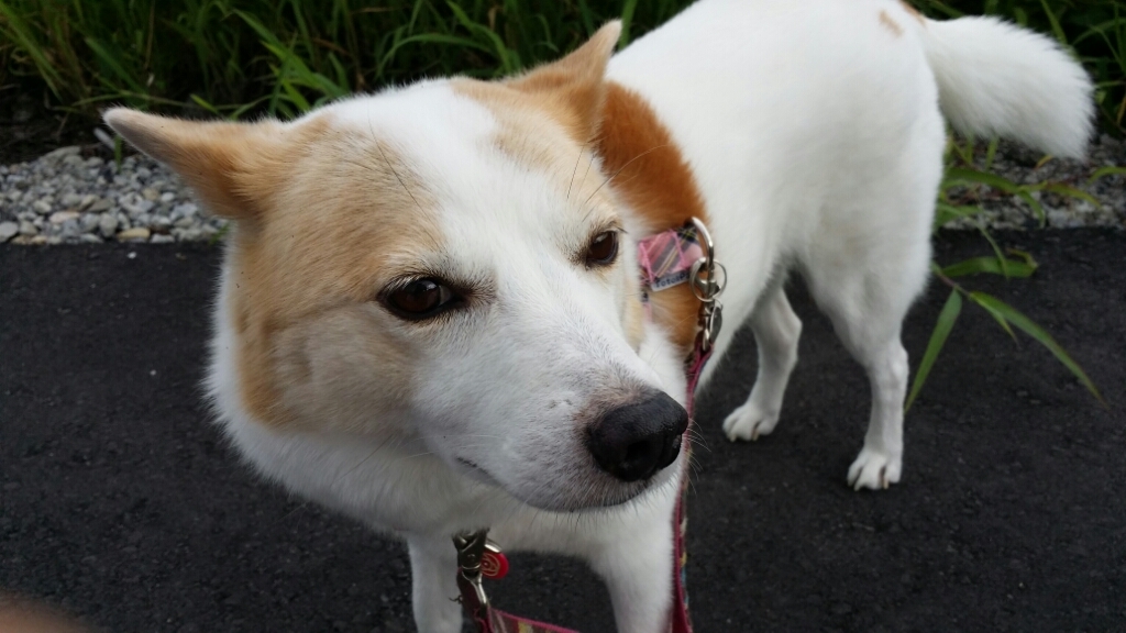 f0046854_20112749.jpg