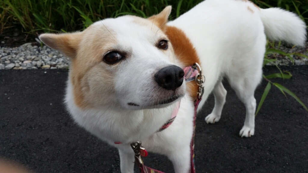f0046854_20112831.jpg