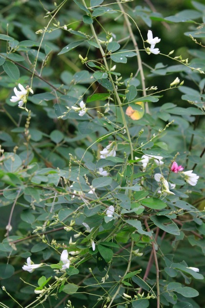 a0248459_14505161.jpg