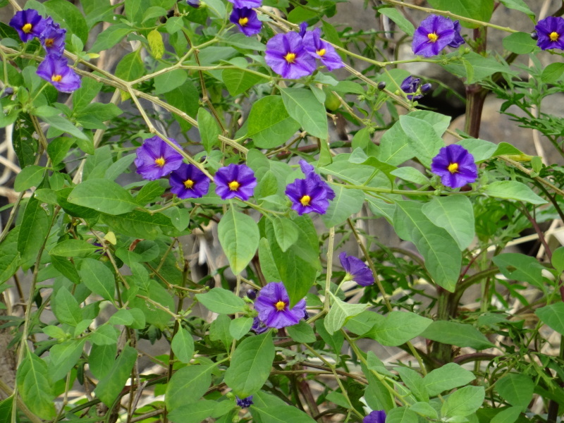 c0108460_16333162.jpg