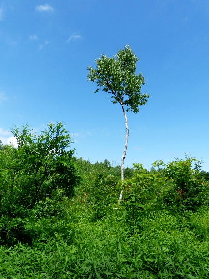 d0084473_2056698.jpg