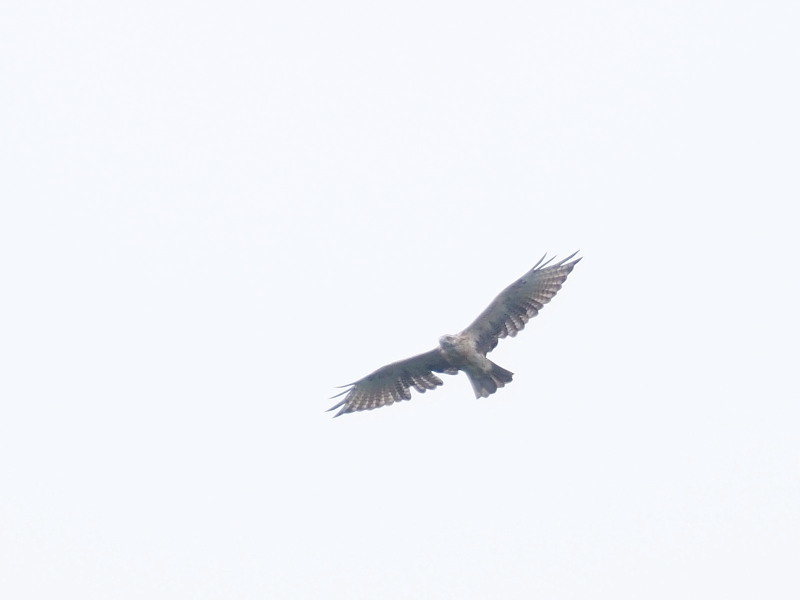 f0372177_22264005.jpg