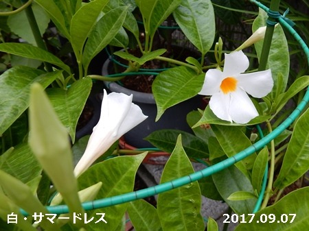 e0033229_18281954.jpg