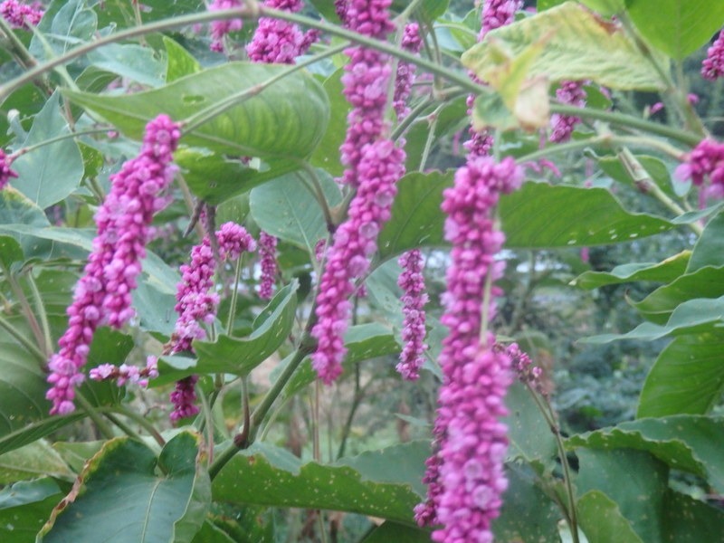 a0054240_2028091.jpg