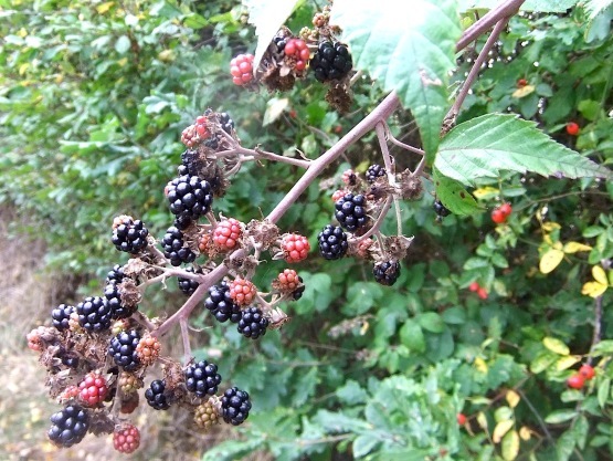 e0038047_00062199.jpg