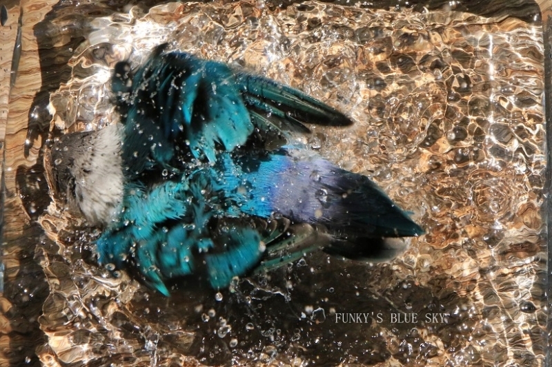 c0145250_10170224.jpg