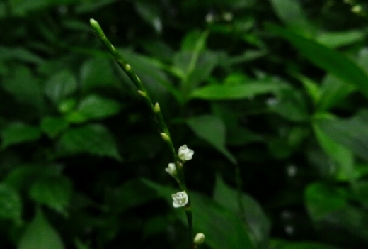 a0018655_14595260.jpg