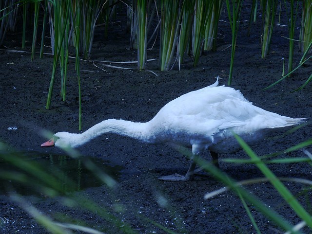 d0088184_21582771.jpg