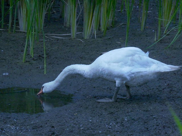 d0088184_21583690.jpg