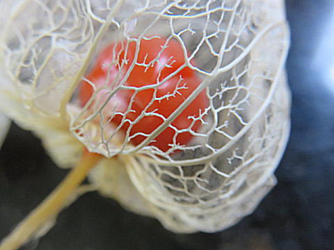 d0046702_17320908.jpg