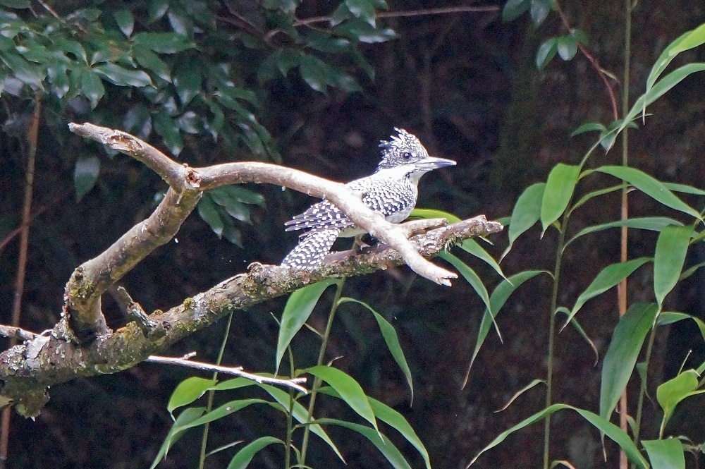 c0042418_08551247.jpg