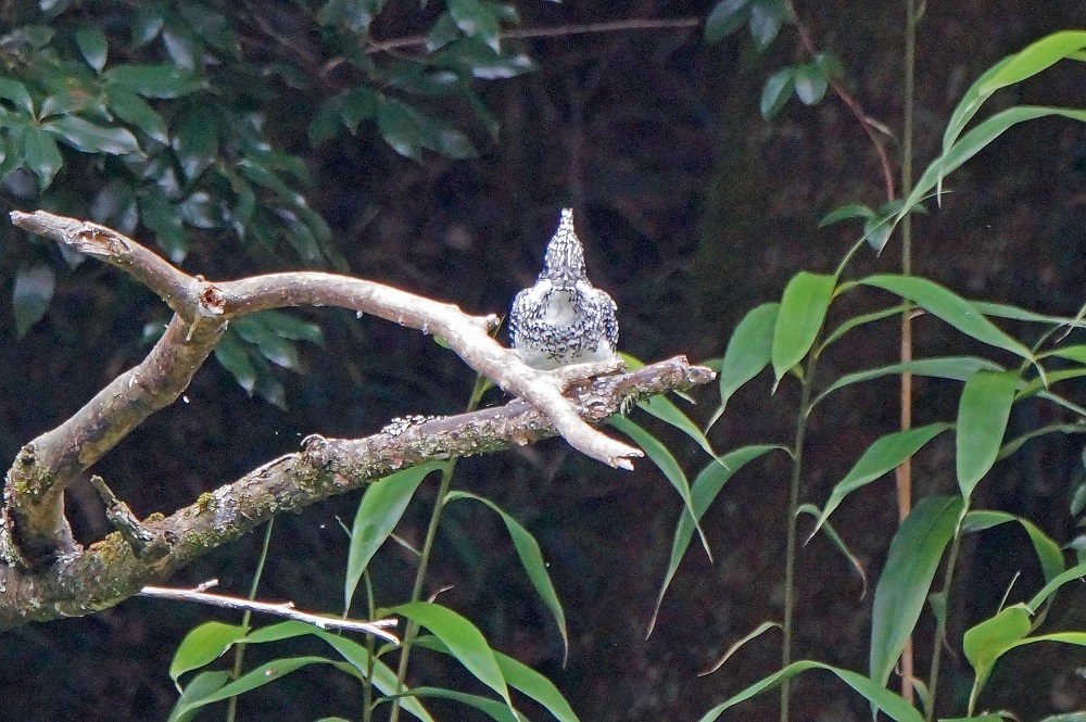 c0042418_08552078.jpg