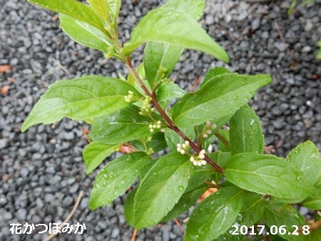 e0033229_18213853.jpg